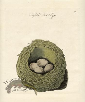 Skylark Nest Eggs